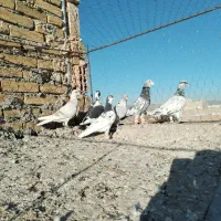 کفتر خوشگل ضربه|پرنده|سبزوار, ایزی شهر|دیوار