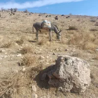 خر گله ای|حیوانات مزرعه|سپیدان, |دیوار