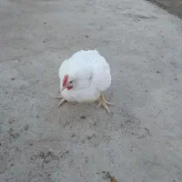 ۲۰۰ عدد مرغ و خروس گوشتی