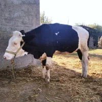 گوساله|حیوانات مزرعه|رامیان, |دیوار