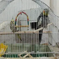 عروس هلندی جفت