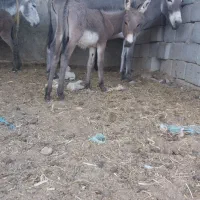 4 عدد الاغ با کره (خرو کری)