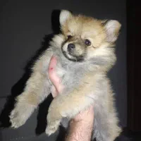 پامرانین روباهی با وسایل 15