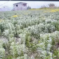 فروش-زمین-کشاورزی