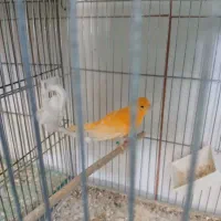 قناری سرخ ماده
