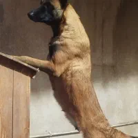 «توله حرفه ای مالینویز وارداتی» تخصصی گارد