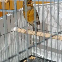 قناری نر /معاوضه