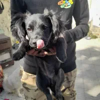 سگ اشپیتز|سگ|لواسان, |دیوار