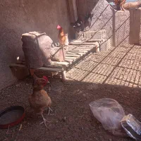 مرغ وخروس|حیوانات مزرعه|باغ بهادران, |دیوار