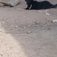 سگ گله|سگ|ماهان, |دیوار