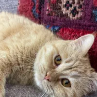 گربه بریتیش پرشین