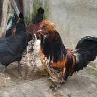 خروس  با چهار تا مرغ تخم گذار