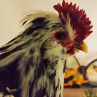 مرغ و تخم مرغ و خروس بومی|حیوانات مزرعه|اصفهان, شفق|دیوار