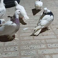 کبوتر نر|پرنده|نهبندان, |دیوار