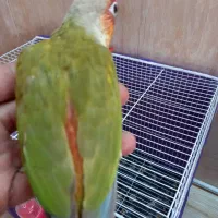 جوجه گرین چیک|پرنده|نیشابور, شهرک فیروزه|دیوار