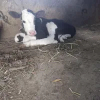 فروش گاو|حیوانات مزرعه|خوی, |دیوار