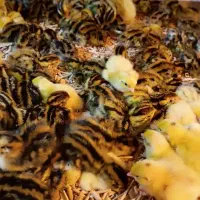 جوجه بلدرچین از 6 روزه تا 7 روزه... پرورش بلدرچین