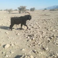 فروش پازن ترکی اصل|حیوانات مزرعه|لامرد, |دیوار