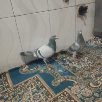 کبوتر رنگی|پرنده|پسکوه, |دیوار