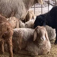 زرین دام زنده میثم گوسفند قربانی گوشتی پرواری
