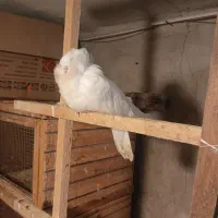 کبوتر هندی شامپیون واکسن زده|پرنده|رشت, استقامت ۱|دیوار