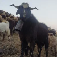 بزن نر س ساله