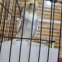 جفت مولد عروس هلندی