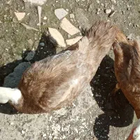 خروس محلی.مرغ لاری گلین واردک خارجی لهستانی|حیوانات مزرعه|نشتارود, |دیوار