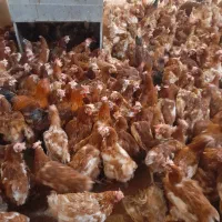 مرع بومی  گلپایگان محلی و رسمی تخمگذار  مرغ لوهمن|حیوانات مزرعه|شهریار, کرد امیر|دیوار