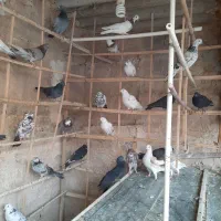 ۳۵ عدد یک‌جایی نر و ماده جوان  و قلمه|پرنده|تهران, شیوا|دیوار