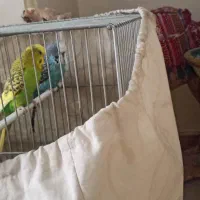 مرغ عشق انگلیسی خاص