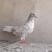 کبوتر رنگی