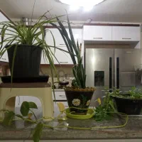 گل طبیعی|گل و گیاه طبیعی|درمیان, |دیوار