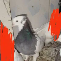 5عدد کبوتر زوردار