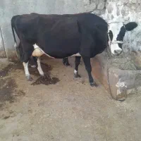 گاو هلشتاین