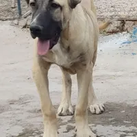 گمشده