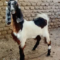 بزغالهمادهپاکستانی