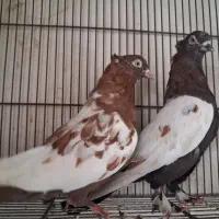 کفتر نر و ماده