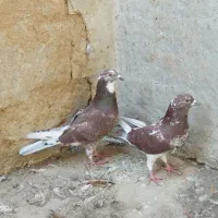 کبوتر|پرنده|رامیان, |دیوار