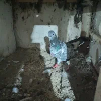 فروش تعدادی کبوتر|پرنده|ماسوله, |دیوار