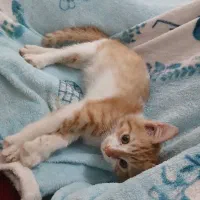 واگذاری بچه گربه رایگان