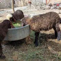 فروش ۳راس بره