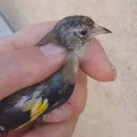 سره وسره قناری که دنبالش میگردی|پرنده|ری, سیزده آبان|دیوار