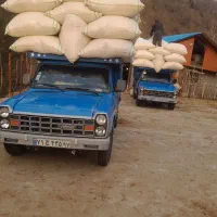 کاه گندم|خدمات باغبانی و درختکاری|رامسر, |دیوار