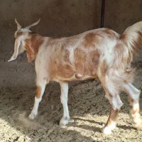 بز خوب|حیوانات مزرعه|برازجان, |دیوار