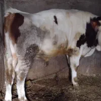 گوساله سیمینتال