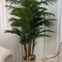 درختچه نخل کنتیا