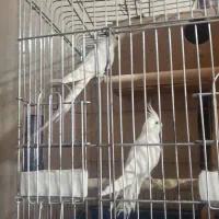 عروس هلندی  البینو