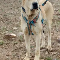 باسلام واگذاری ماده خراسانی|سگ|قوچان, |دیوار