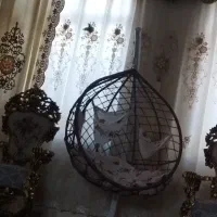 تاب ریلکسی نو|اسباب و اثاث بچه|میاندوآب, |دیوار